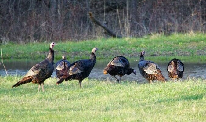 MDC has changed turkey-hunting regulations for
spring to include all-day shooting hours on private land during the regular season. MDC has also made changes for fall archery and fall firearms turkey hunting. Photo credit: Mark Ramsey.