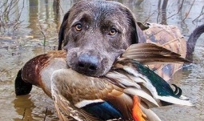 Bowie, a black lab owned by Gary Campbell, is shown retrieving a mallard drake during a past-season waterfowl hunt at Duck Creek Conservation Area in southeast Missouri.