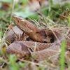 MDC invites you to join its upcoming online Wild Webcast, “Secrets of Snakes: Research Revealed about Copperheads,” on ­Wednesday, Aug. 17, from noon to 1 p.m. Register in advance at short.mdc.mo.gov/4Tx and then join the online webcast live on Aug. 17 at noon.