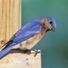 Songbirds brighten winter, and MDC will offer two free virtual programs on bluebirds and attracting backyard birds during February.