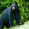 MDC announces the state’s first black-bear hunting season is slated for this coming fall, Oct. 18–27. It will be limited to Missouri residents and restrict bear hunting to designated areas of southern Missouri.