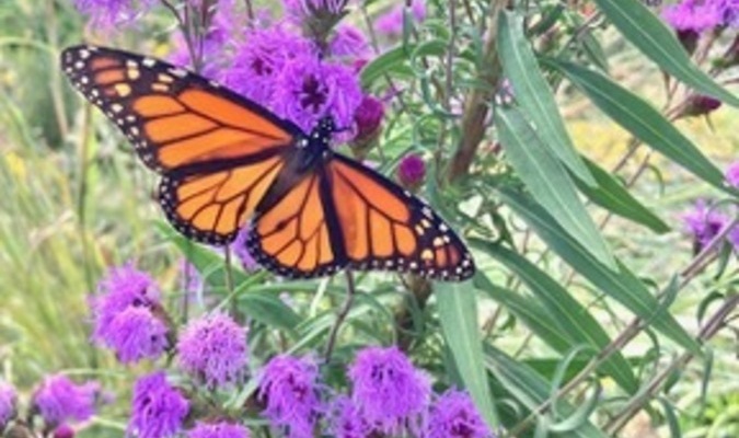 MDC’s Burr Oak Woods Nature Center will offer a free hybrid virtual and in-person course on conducting surveys for the Missouri Butterfly Monitoring Network on May 3. The surveys help science track butterfly populations, such as monarch butterflies in these photos.