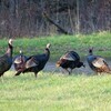 MDC has changed turkey-hunting regulations for
spring to include all-day shooting hours on private land during the regular season. MDC has also made changes for fall archery and fall firearms turkey hunting. Photo credit: Mark Ramsey.