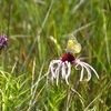 MDC says prepare for hiking conditions and research a prairie’s condition in advance