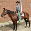 Allee Prescott, 12, attended the Missouri State Fair Horse Show July 30th-August 2nd. She brought home first place overall in 12 &amp; under Barrels and 12 &amp; under Pole Bending with her horse, Miss N Selena. She brought home first place overall in 12 &amp; under Ranch Riding and 3rd place overall in 12 &amp; under Reining with her horse, BayBee By Texas.