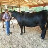 Blaine Landes age 10 of Jamesport was awarded Grand Champion Simmental Heifer at the Caldwell County Fair on July 17th. Blaine is the son of Aaron &amp; Micah Landes and a member of Brushy Squirrels 4H club.