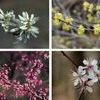 Missouri’s early spring-flowering trees and shrubs include serviceberry (1), spicebush (2), redbud (3), and wild plum (4).
