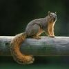 Open season on fox squirrels (pictured) and gray squirrels begins May 22 and runs through Feb. 15, 2022.