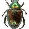 The Japanese beetle (Popillia japonica) is a species of scarab beetle. The adult measures 15 mm in length and 10 mm in width, has iridescent copper-colored ­elytra and a green thorax and head.