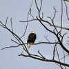 Migrating bald eagles visit western Missouri rivers, wetlands, and lakes in winter to find food such as fish and waterfowl