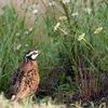 Bobwhite quail need habitat with a mix of grasses, wildflowers, and shrubby thickets to provide the food and shelter they need to thrive. Good brood rearing cover with insects to feed on and open ground for movement are especially important for brood rearing.