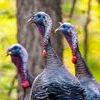 Join the MDC Wild Webcast on “Wild Turkeys in Missouri: Population Trends and MDC Management” on June 29 at noon to learn about wild turkey numbers in Missouri and MDC management efforts. Register in advance online at short.mdc.mo.gov/ZHk.